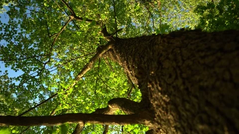 Crowns of trees with bright afternoon sun Stockbeeldmateriaal 90272219