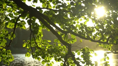 Crowns of trees with bright afternoon sun Vidéo 90272568