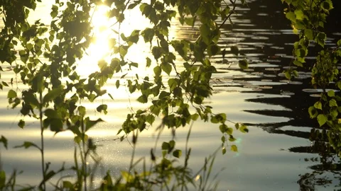 Crowns of trees with bright afternoon sun Видео 90273841