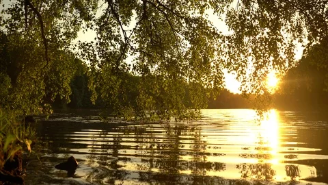 Crowns of trees with bright afternoon sun Stockbeeldmateriaal 90280043