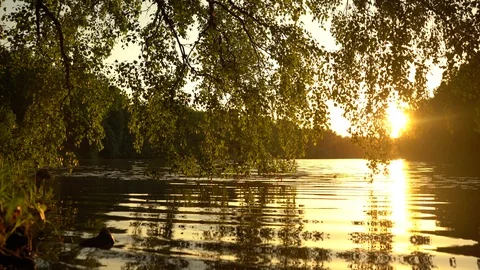 Crowns of trees with bright afternoon sun Stockbeeldmateriaal 90280792