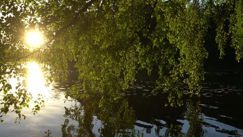 Crowns of trees with bright afternoon sun 動画素材 90344009