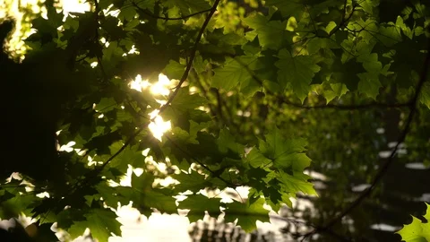 Crowns of trees with bright afternoon sun 動画素材 90348086