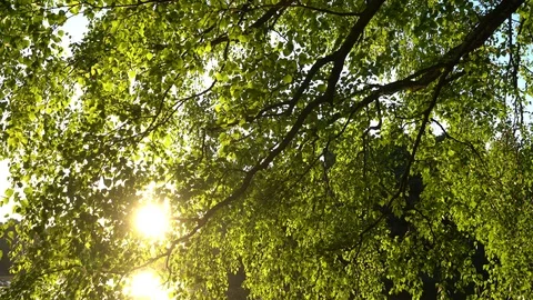 Crowns of trees with bright afternoon sun 스톡 동영상 90349680