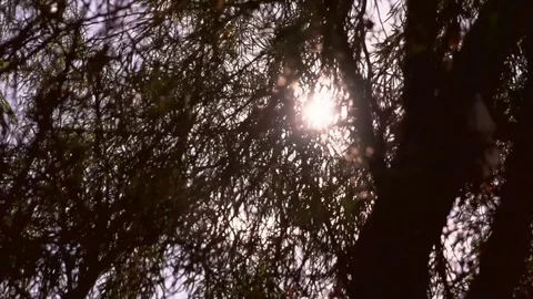 Crowns of trees with bright of sun and rays. 스톡 동영상 75307794