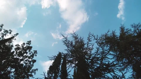 Crowns of trees with clouds timelapse Stock Footage 136331000
