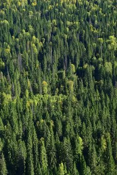 Crowns of trees of the endless mixed Ural forest (taiga) at the very beginnin Stock Photos
