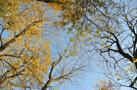 Crowns of trees with fallen leaves Stock Photos
