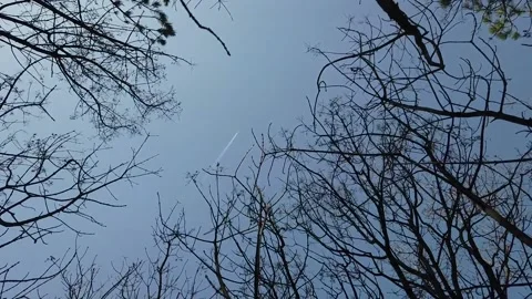 Crowns of trees with a flying plane in clear sky Stock Footage 149409748