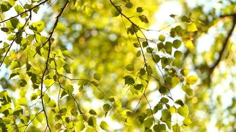 Crowns of trees Video stock 91706677