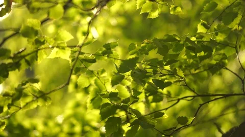 Crowns of trees Stock Footage 91706807