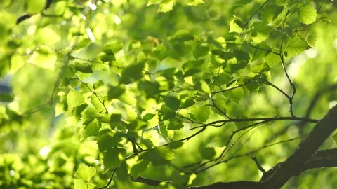 Crowns of trees Stock Footage 91706957