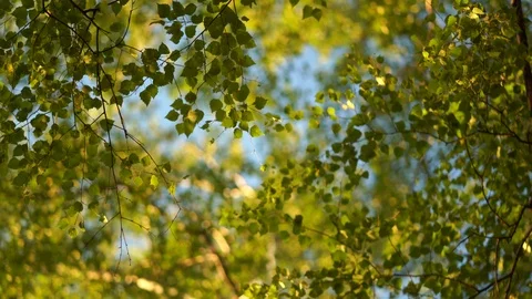 Crowns of trees Stock Footage 91707370