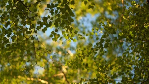 Crowns of trees Stock Footage 91707907