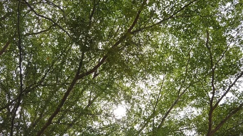 Crowns of trees Stock-Footage 101152636