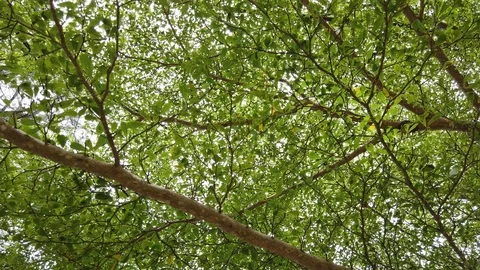 Crowns of trees Stock Footage 101153316