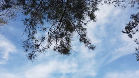 Crowns of trees Stock Footage 101161416