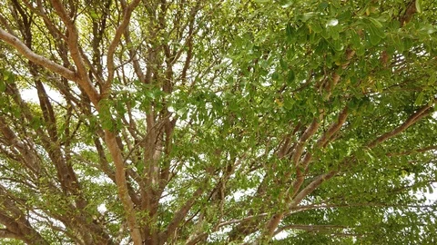 Crowns of trees Stock Footage 101162465