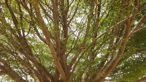 Crowns of trees Stock Footage 101162789