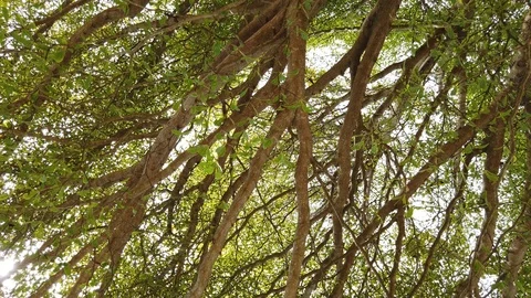 Crowns of trees Stock Footage 101163069