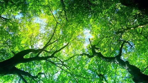 Crowns of trees in the forest Stock Footage 80598397