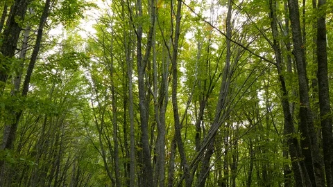 Crowns of trees in the forest 스톡 동영상 123580716