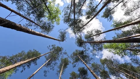 The crowns of the trees in the forest sway in the breeze. View from below. Stock Footage 287731064