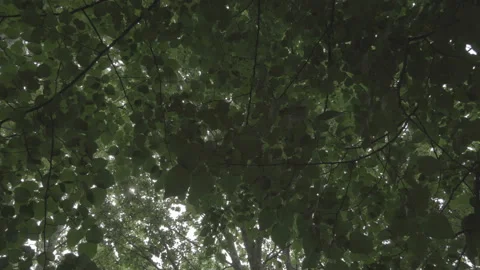 The crowns of the trees form a tunnel Stock Footage 131722789