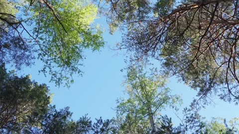 The crowns of the trees gently sway in the wind. Stock Footage 276074676