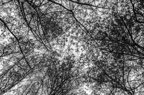  Crowns of trees Stock Photos