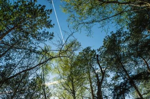  Crowns of trees Stock Photos