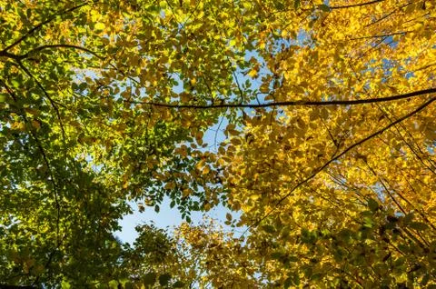 Crowns trees Stock Photos