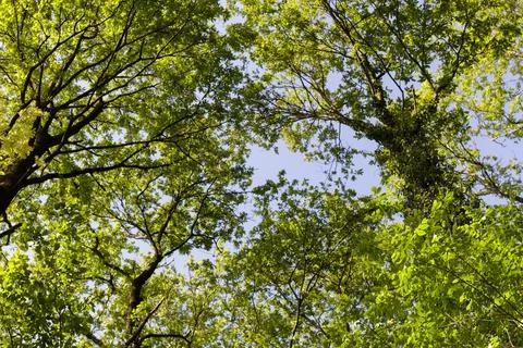 Crowns of trees 写真素材