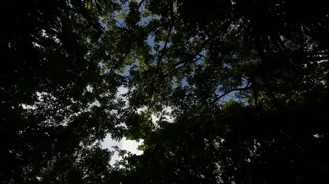 Crowns of trees in silhouette 動画素材 62874662