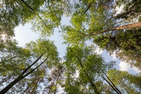 Crowns of the trees in the spring forest Stock Photos