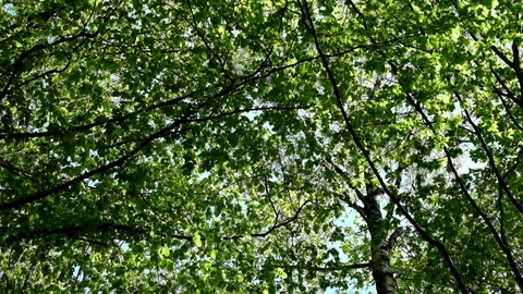 Crowns of the trees of the spring forest wobble Stock Footage 91144939