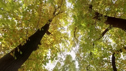 Crowns of trees with sunny day Stock-Footage 70649678