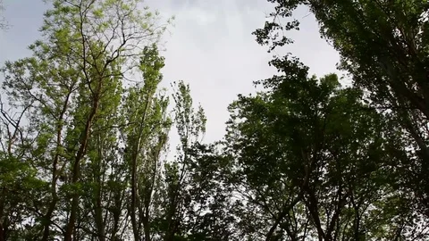 The crowns of trees sway in the wind Stock Footage 76428511