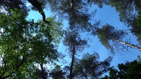 Crowns of trees swing from the wind in the forest against a blue sky. Stock Footage 132137018