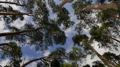 Crowns of the trees with withe clouds and blue sky. Stock-Footage 79695468