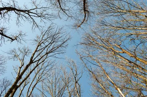 Crowns of trees without leaves in the spring forest Stock Photos