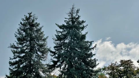 Crowns of two large pine trees against a blue sky with clouds Stock Footage 205227889