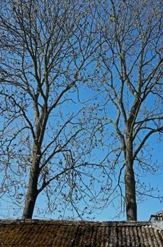 Crowns two old large ash on a background of blue sky Foto stock