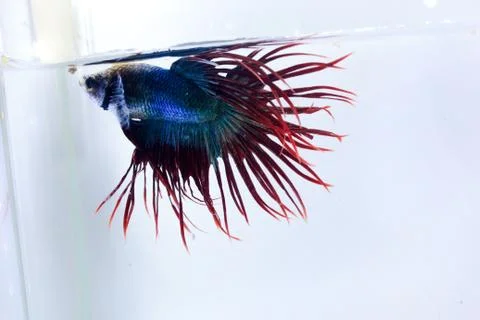 Crowntail betta fish. The betta fish are light blue on the body and with a ta Stock-Fotos