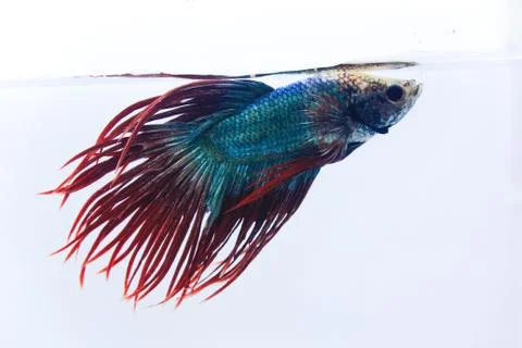 Crowntail betta fish. The betta fish are light blue on the body and with a ta Stock-Fotos