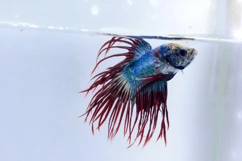 Crowntail betta fish. The betta fish are light blue on the body and with a ta Stock Photos