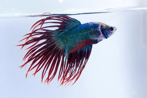 Crowntail betta fish. The betta fish are light blue on the body and with a ta Stock Photos