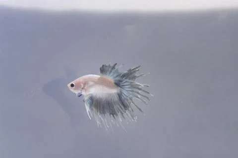 Crowntail Betta Splendens Fish White Silver Stock Photos