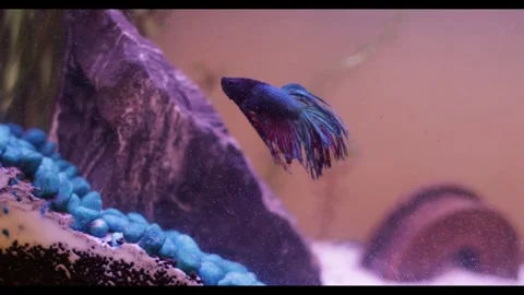 Crowntail Siamese Fighting Fish in large tank Stock Footage 276551909