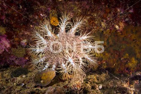 Crown of thorns Starfish Acanthaster ellisii Palau Oceania Stock Photos
